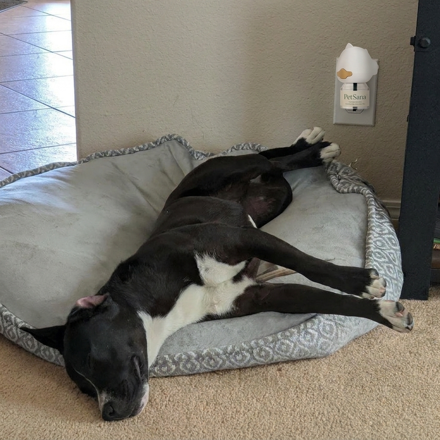 photo: dog calm at home, diffuser glowing in outlet