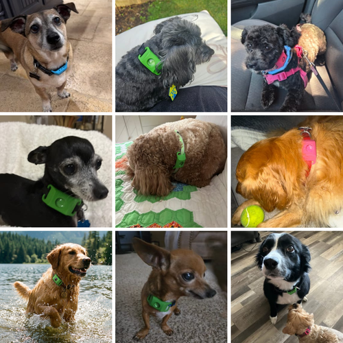 Petsana™ 12 Months Flea and Tick Free