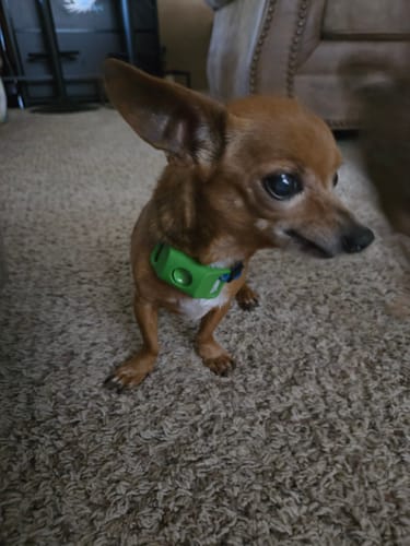photo: Max mid-play, bright eyed