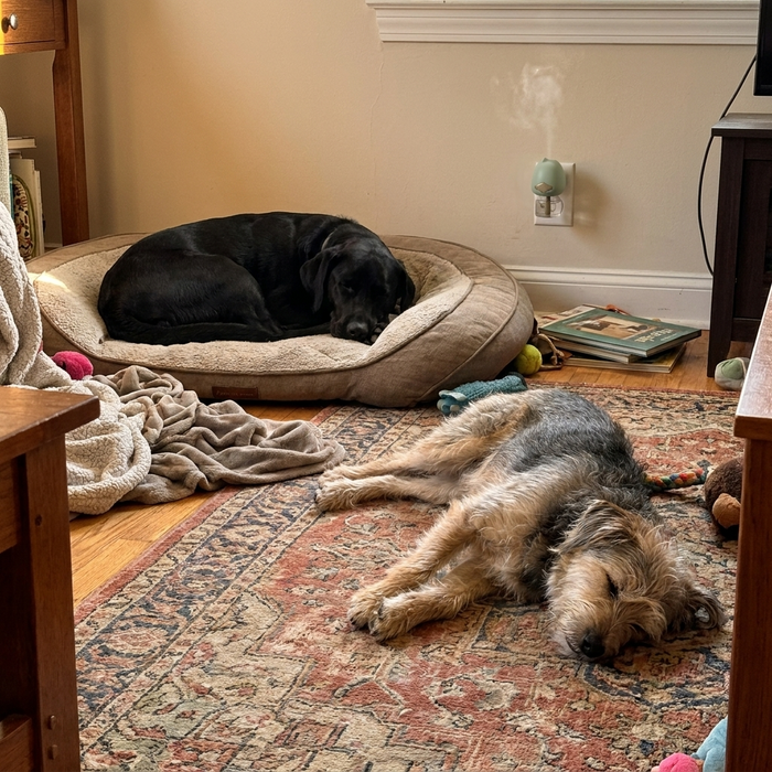 photo: two dogs resting in same room